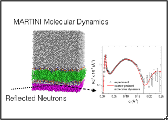 MARTINI Molecular Dynamics