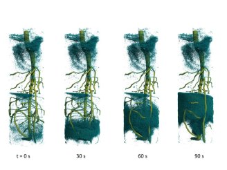 The researchers used fast neutron tomography to acquire a time series showing water ascending into a plant’s root system after injection of deuterated water from the bottom.  Credit: Christian Tötzke, University of Potsdam